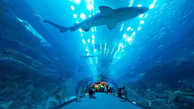 Dubai Aquarium & Underwater Zoo Ticket at Dubai Mall 